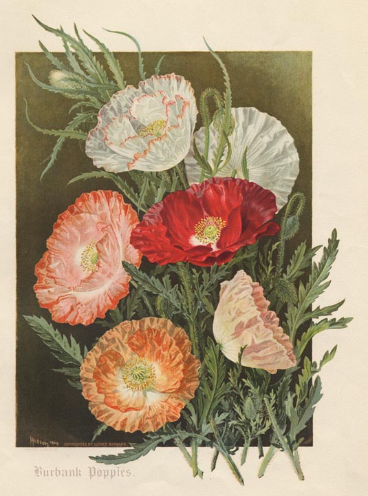 This lithograph portrays several red orange and pink, double-petaled poppies against a green background
